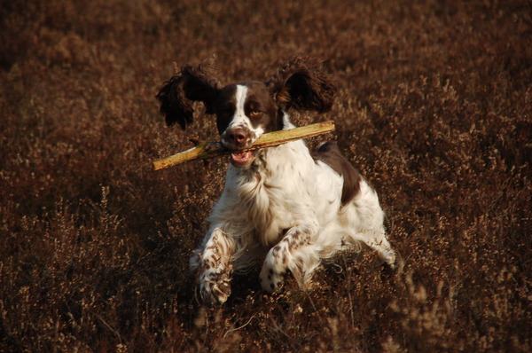 Engelse Springer Spaniel