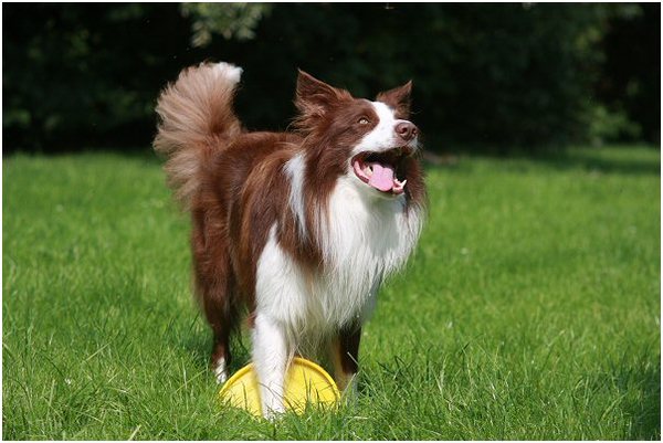 Border Collie