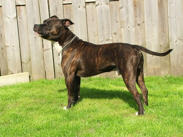 American Staffordshire Terrier