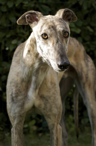 Greyhound