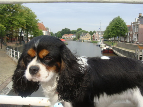 Dokkum