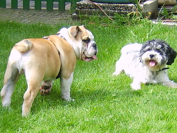 Engelse Bulldog