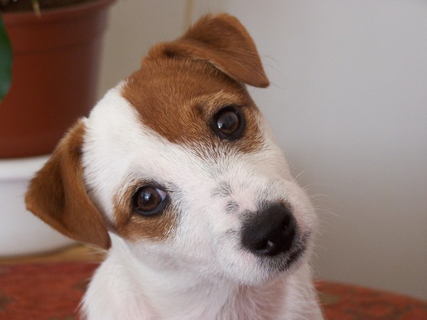 Jack Russell Terrier