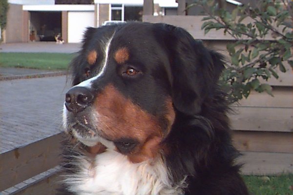 Berner Sennenhond