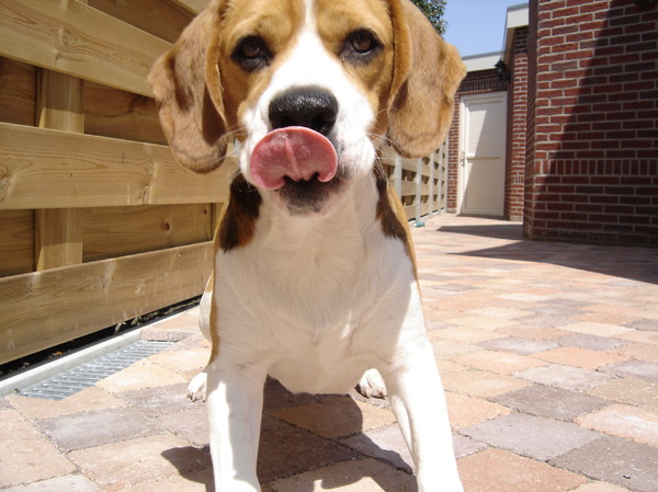 Beagle