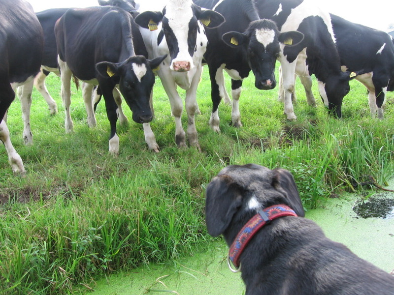 Gitta met een boel koeien, hoe bedoel je nieuwsgierig!?