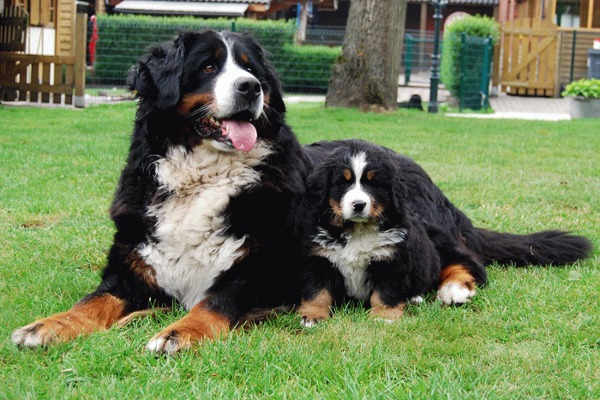 Berner Sennenhond