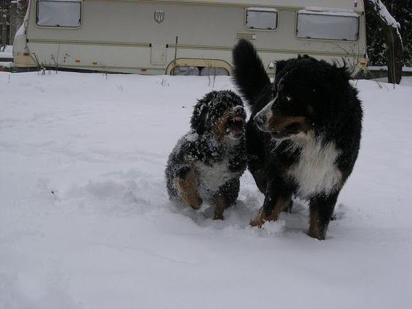 Berner Sennenhond