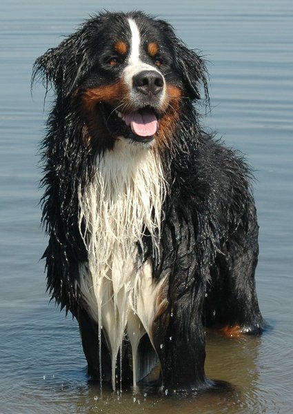 Berner Sennenhond