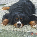 Berner Sennenhond