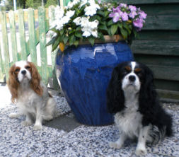 Cavalier King Charles Spaniel