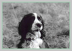 Engelse Springer Spaniel