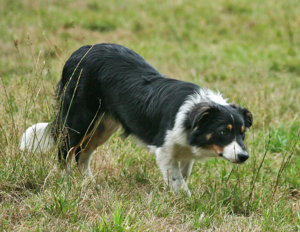 Border Collie