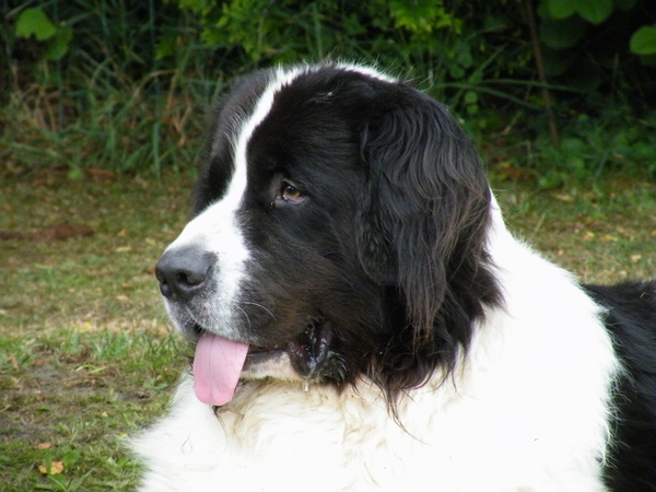 Landseer