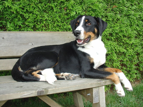 Appenzeller Sennenhond