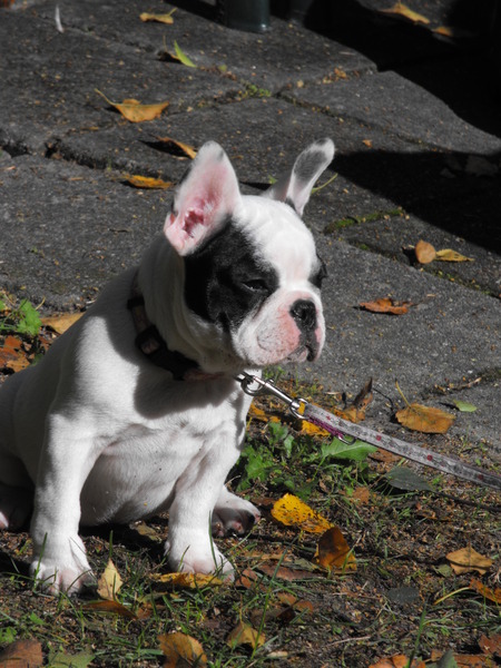 Franse Bulldog