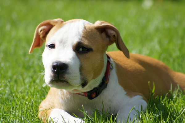 American Staffordshire Terrier