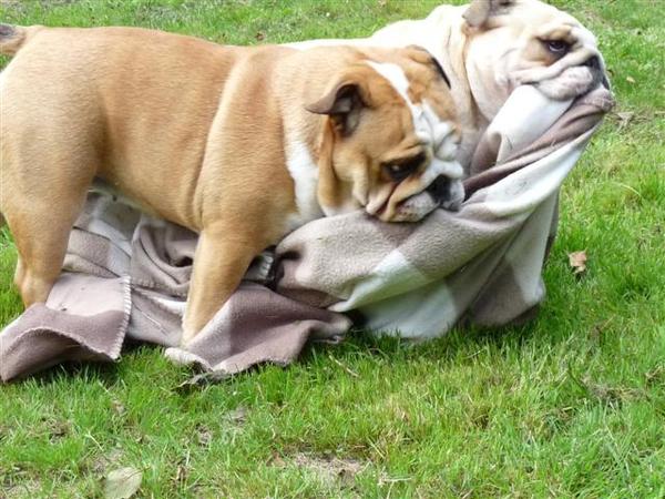 Engelse Bulldog