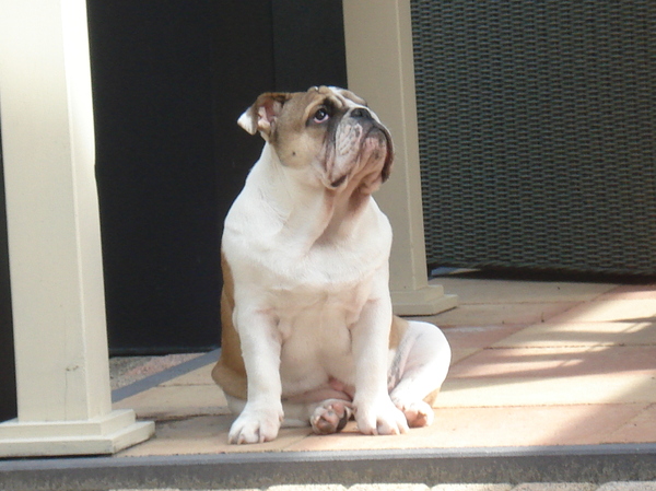 Engelse Bulldog