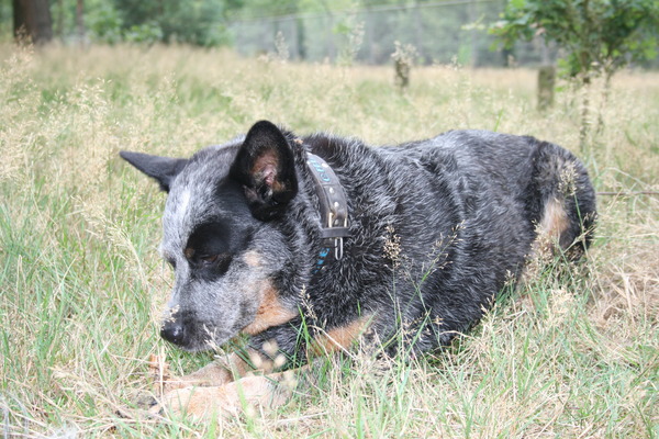 Australian Cattle Dog