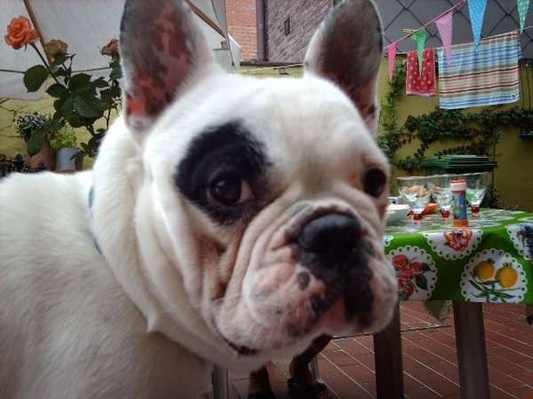 Franse Bulldog