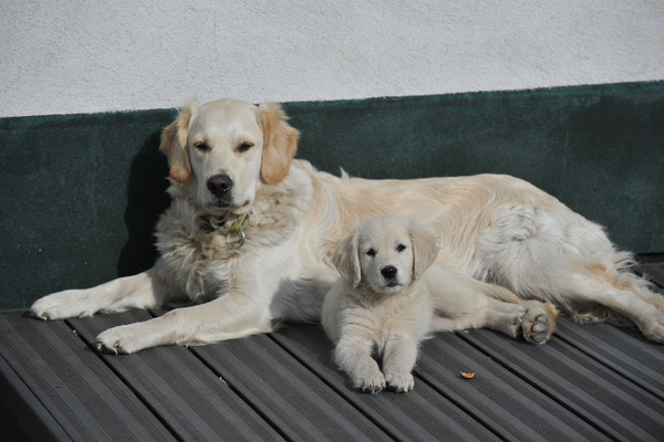 Golden Retriever