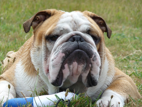 Engelse Bulldog