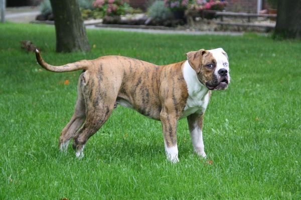 Amerikaanse Bulldog