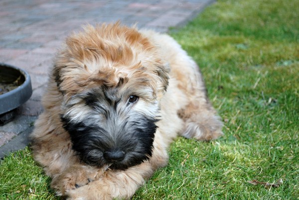 Irish Softcoated Wheaten Terriër