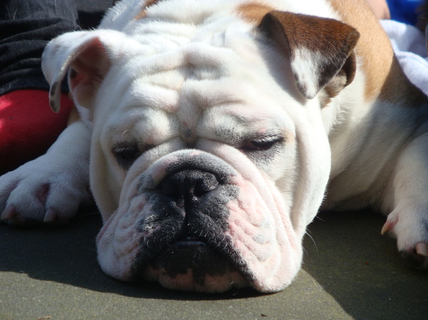 Engelse Bulldog