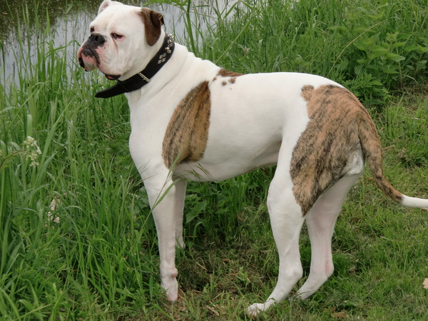 Amerikaanse Bulldog