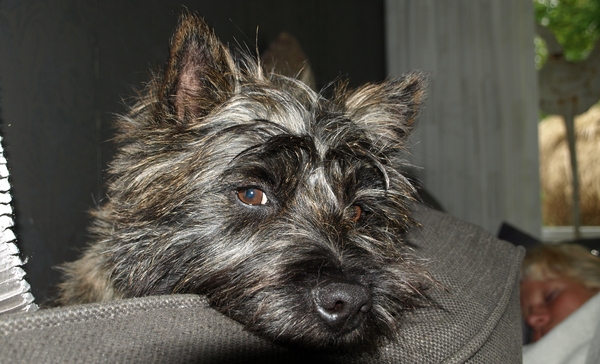 Cairn Terrier