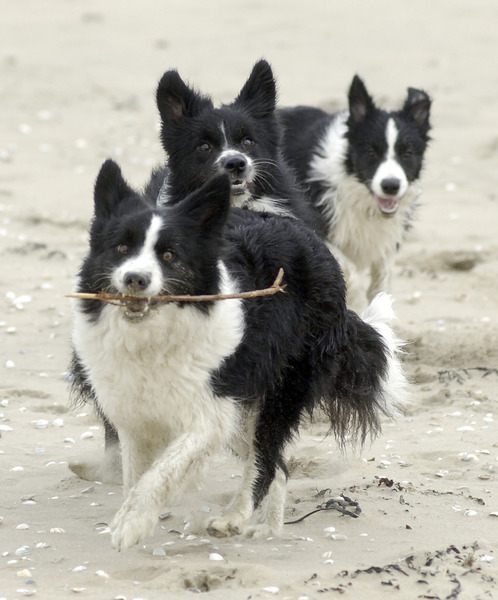 Border Collie