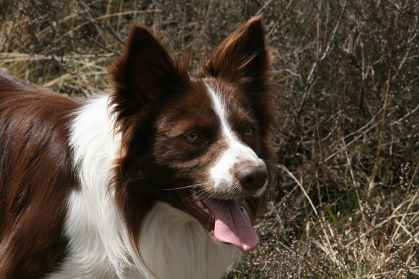 Border Collie