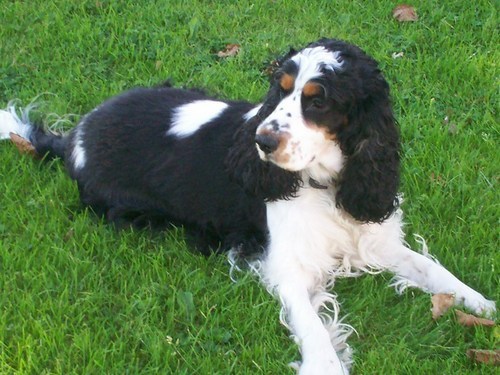 Engelse Cocker Spaniel