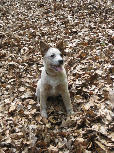 Australian Cattle Dog