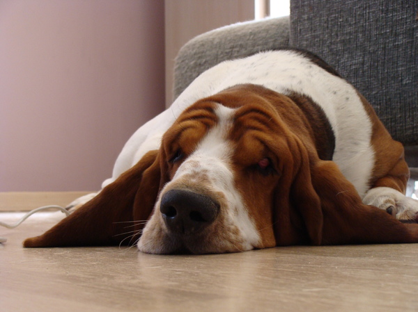 Basset Hound