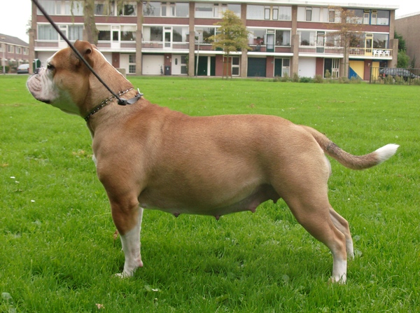 Old English Bulldog