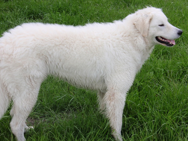 Kuvasz