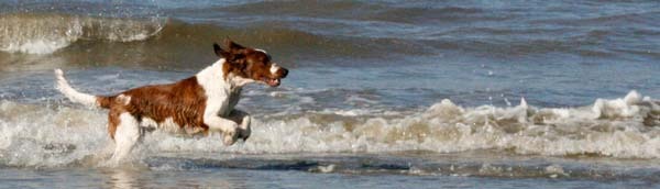 Welsh Springer Spaniel