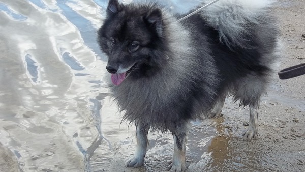 Keeshond, Grijze