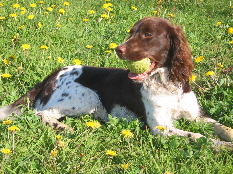 Engelse Springer Spaniel