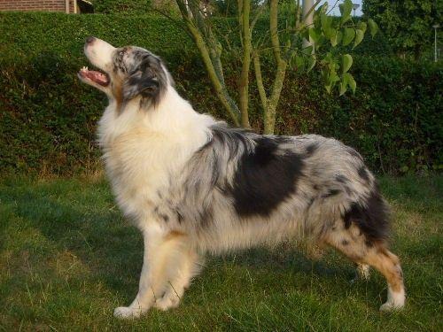 Australian Shepherd