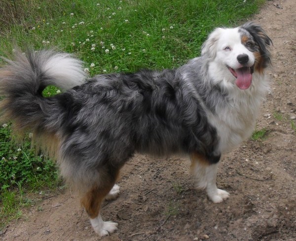 Australian Shepherd