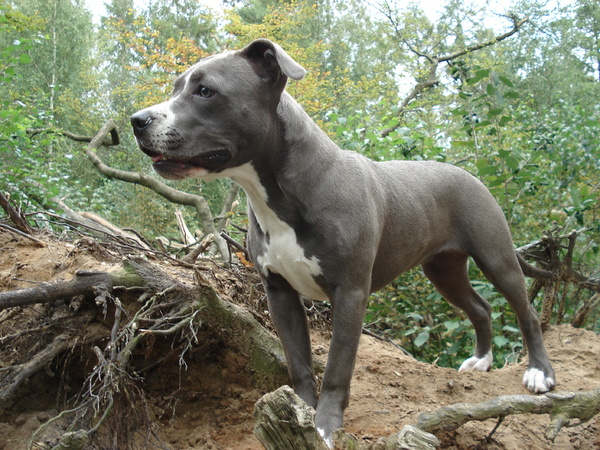 American Staffordshire Terrier