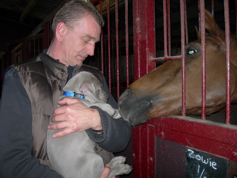 samen naar de manege, kennismaken met de paarden