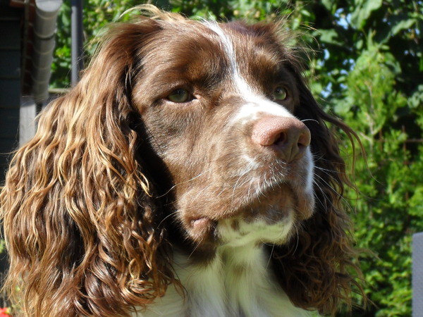 Engelse Springer Spaniel