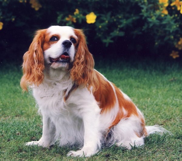 Cavalier King Charles Spaniel