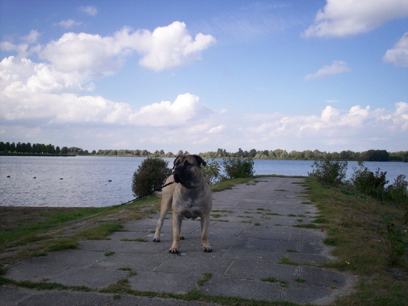 Dogo Canario