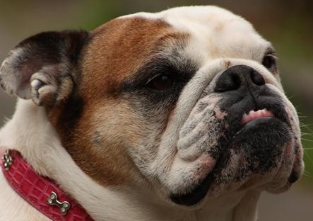 Engelse Bulldog